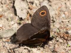 Erebia cyclopius