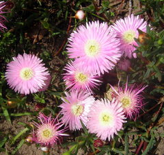 (c) Gerry van Tonder, some rights reserved (CC BY) Lampranthus multiradiatus, photograph (c) Gerry van Tonder, some rights reserved (CC BY)