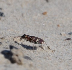 Cicindela maritima