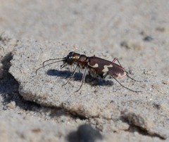 Cicindela maritima
