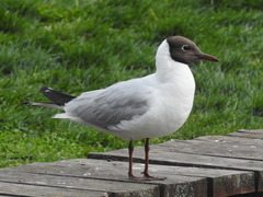 Chroicocephalus ridibundus