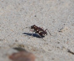 Cicindela maritima