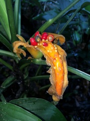 Dieffenbachia wendlandii