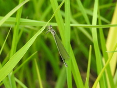 Coenagrion puella