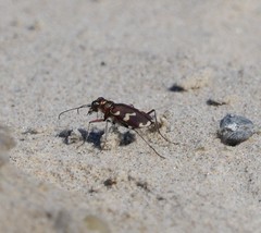 Cicindela maritima