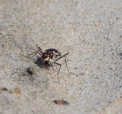 Cicindela maritima
