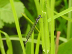 Coenagrion pulchellum