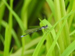 Coenagrion pulchellum