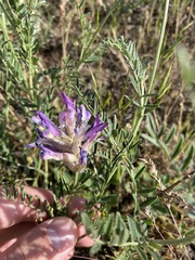 Astragalus macropus