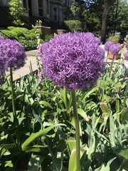 Allium