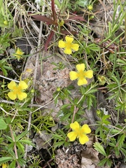 Potentilla erecta