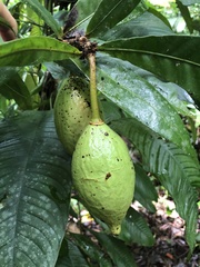 Amphitecna apiculata