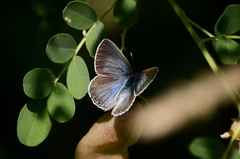 Iolana iolas