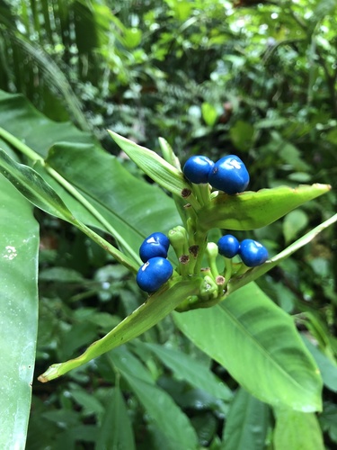 Heliconia aurantiaca