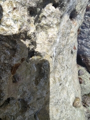 Lepidochitona caprearum