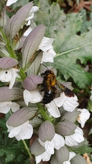 Xylocopa violacea