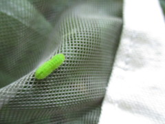 Satyrium liparops