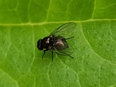 Agromyzidae