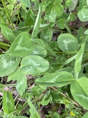 Trifolium pratense