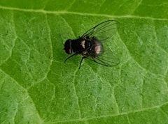 Agromyzidae