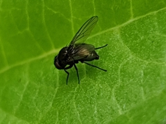 Agromyzidae