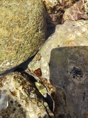 Steromphala divaricata