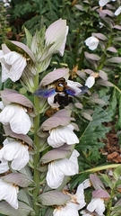Xylocopa violacea