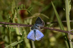 Iolana iolas