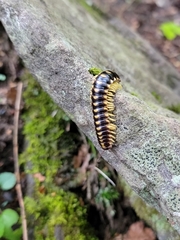Rudiloria