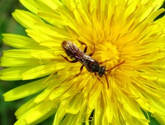 Nomada armata