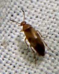 Anaspis maculata