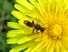 Nomada armata