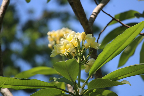Another photo of Frangipani