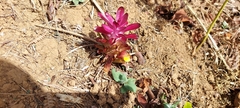 Curcuma aromatica