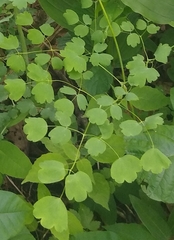 Thalictrum clavatum