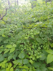 Thalictrum clavatum