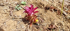 Curcuma aromatica