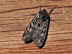 Lithophane pexata