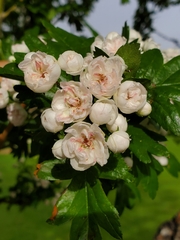 Crataegus monogyna