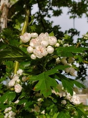 Crataegus monogyna