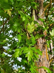 Crataegus monogyna