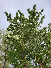 Crataegus monogyna