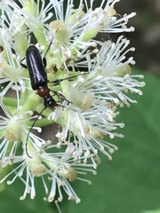Rhagiini