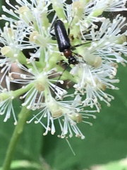 Rhagiini