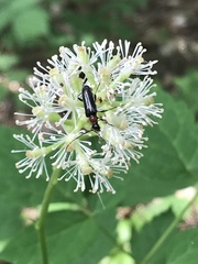 Rhagiini