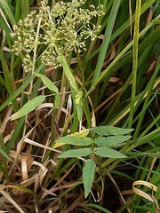 Sium latifolium