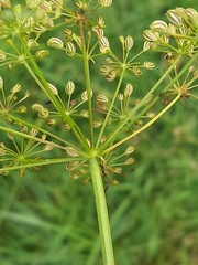 Sium latifolium