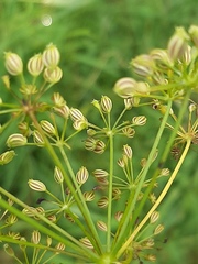 Sium latifolium