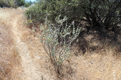 Malacothamnus niveus