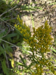 Solidago pinetorum
